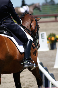 Tanya Vik Dressage